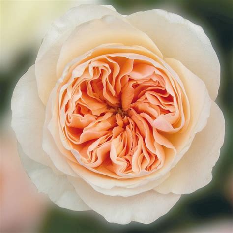 peach juliet garden roses